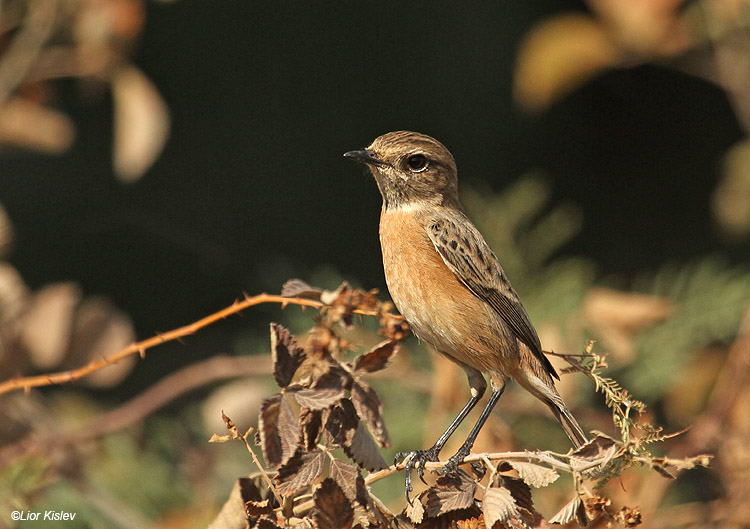    European Stonechat  Saxicola rubicola  The Btecha(Jordan river delta))October 2010 Lior Kislev            